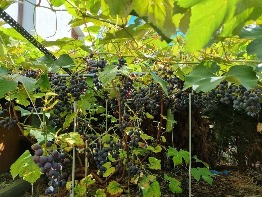 Apartment Luxury Garden Warsaw